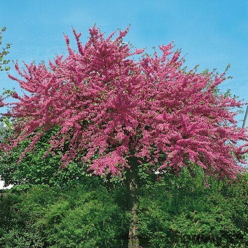 AKCIA 2+1 ! Judášovec Kanadský 20/40 cm, v črepníku Cercis canadensis
