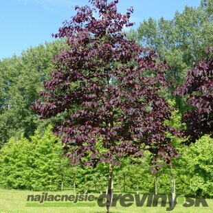 AKCIA 2+1 ! Judášovec kanadský Forest Pansy 130/150 cm, v črepníku Cercis canadensis Forest pansy