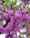 AKCIA 2+1 ! Judášovec strukový 20/40 cm, v črepníku Cercis siliquastrum