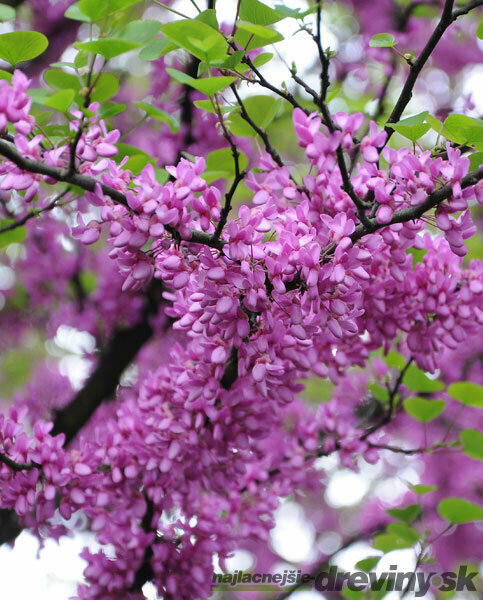 AKCIA 2+1 ! Judášovec strukový 20/40 cm, v črepníku Cercis siliquastrum
