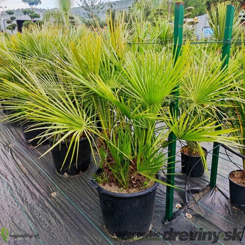 AKCIA 2+1 ! Mrazuvzdorná palma Chamaerops Humilis, výška 50/70 cm, v črepníku Chamaerops Humilis
