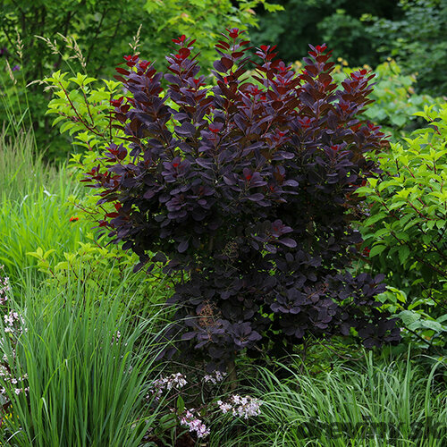 AKCIA 2+1 ! Škumpa vlasatá Royal Purple 20/30 cm, v črepníku 2l Cotinus Coggygria Royal Purple