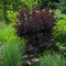 AKCIA 2+1 ! Škumpa vlasatá Royal Purple 20/30 cm, v črepníku 2l Cotinus Coggygria Royal Purple