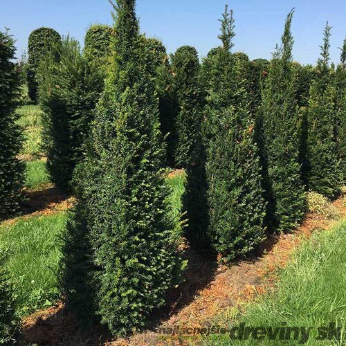 AKCIA 2+1 ! Tis obyčajný aj na živý plot, výška 25/40 cm, v črepníku Taxus baccata