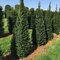 AKCIA 2+1 ! Tis obyčajný aj na živý plot, výška 25/40 cm, v črepníku Taxus baccata