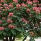 AKCIA ! Albízia perzský hodvábny strom 150/200 cm, v črepníku Albissia julibrissin