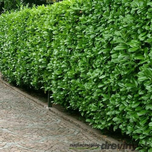 AKCIA ! Balík 10ks Vavrínovec lekársky Novita 110/130 cm, v črepníku Prunus laurocerasus Novita