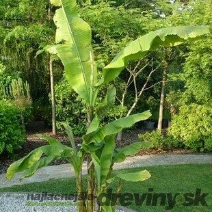 AKCIA ! Banánovník japonský, výška 15/25 cm, v črepníku Musa