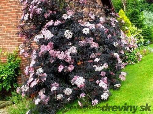 AKCIA ! Baza čierna Black Beauty 20/40 cm v črepníku Sambucus nigra