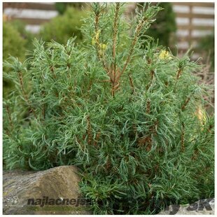 AKCIA ! Borovica hladká Tiny Kurls, výška 25/30 cm, v črepníku Pinus strobus ´Tiny Curls