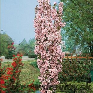 AKCIA! Čerešňa japonská Amanogawa stĺpovitá 80/120 cm, v črepníku Prunus serrulata amanogawa