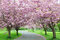 AKCIA ! Čerešňa pílkatá Kanzan (sakura), výška 60/80 cm, v črepniku 5l Prunus serrulata kanzan