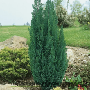 AKCIA ! Cypruštek lawsonov Ellwoodii, výška 25/30 cm, v črepníku Chamaecyparis lawsoniana Ellwoodii