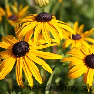 AKCIA! Echinacea Zlatá búrka 10/15 cm , v črepníku Rudbeckia f. ‘Goldsturm‘