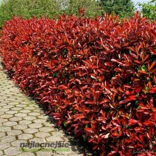 AKCIA ! Fotínia aj na živý plot (červienka) Red Robin 60/80 cm, v črepníku Photinia fraseri red robin