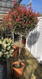 AKCIA ! Fotínia na kmienku výška 180/200 cm, priemer koruny 35/50 cm v kvetináči Photinia Fraseri Red Robin