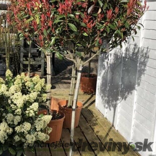 AKCIA ! Fotínia na kmienku výška 180/200 cm, priemer koruny 35/50 cm v kvetináči Photinia Fraseri Red Robin