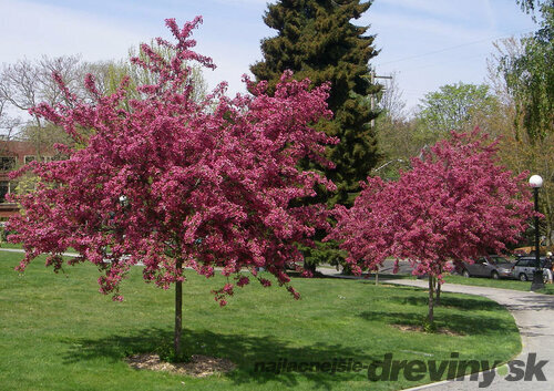 AKCIA ! Hloh Paul´s Scarlet na kmienku, celková výška 220/250 cm, v črepníku 15l Crataegus laevigata Paul´s Scarlet