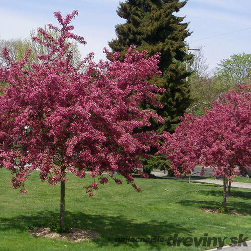 AKCIA ! Hloh Paul´s Scarlet na kmienku, celková výška 220/250 cm, v črepníku 15l Crataegus laevigata Paul´s Scarlet