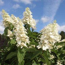 Akcia Hortenzia metlinatá Kyushu 40/60 cm , v črepníku 2l Hydrangea paniculata Kyushu