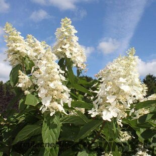 Akcia Hortenzia metlinatá Kyushu 40/60 cm , v črepníku 2l Hydrangea paniculata Kyushu