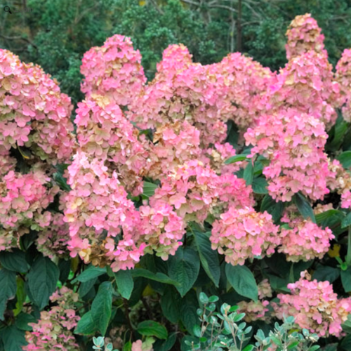 AKCIA Hortenzia metlinatá Pink Diamond 20/40 cm, v črepníku Hydrangea paniculata Pink Diamond