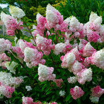 AKCIA ! Hortenzia metlinatá ´VANILLE FRAISE®´, výška 100/120 cm, v črepníku 10l Hydrangea Paniculata Vanille Fraise