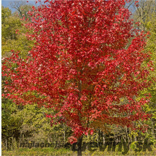 AKCIA Javor červený 180/200  cm v črepníku 10l  Acer rubrum