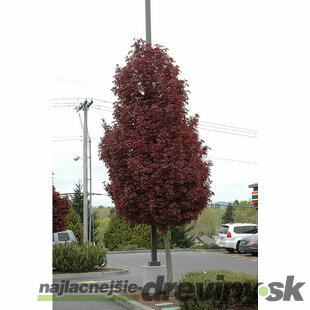 AKCIA Javor Crimson Sentry na kmienku 150 cm, v črepníku Acer Platanoides Crimson sentry