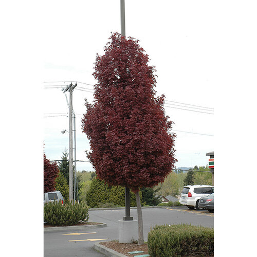 AKCIA Javor Crimson Sentry na kmienku 150 cm, v črepníku Acer Platanoides Crimson sentry