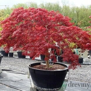 AKCIA! Javor japonský Atropurpureum 30/50 cm, v črepníku Acer Palmatum Atropurpurea