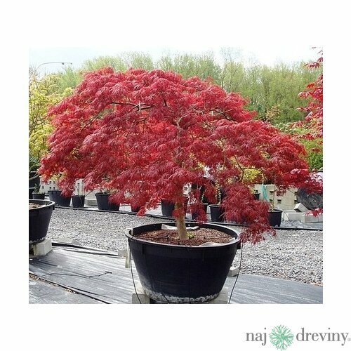 AKCIA! Javor japonský Atropurpureum 30/50 cm, v črepníku Acer Palmatum Atropurpurea