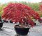 AKCIA! Javor japonský Atropurpureum 40/60 cm, v črepníku Acer Palmatum Atropurpurea