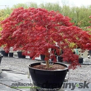 AKCIA! Javor japonský Atropurpureum 40/60 cm, v črepníku Acer Palmatum Atropurpurea