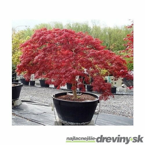 AKCIA! Javor japonský Atropurpureum 40/60 cm, v črepníku Acer Palmatum Atropurpurea