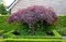 AKCIA ! Javor japonský Garnet na kmienku 100/120 cm, celková výška 140/160 cm, v črepníku Acer Palmatum Garnet