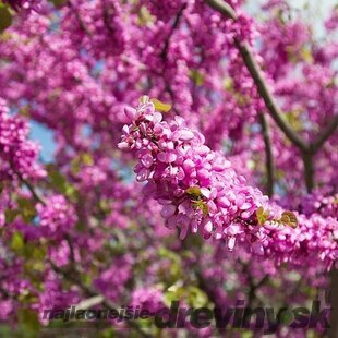 AKCIA! Judášovec strukový 30/50 cm, v črepníku Cercis siliquastrum