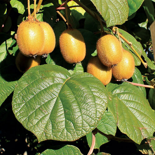 AKCIA ! Kiwi samoopelivé ´Jenny´, výška 70/+ cm, v črepníku Actinidia deliciosa Jenny