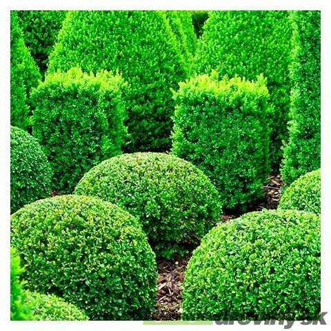 AKCIA ! Krušpán vždyzelený v črepníku 20/25 cm Buxus sempervirens