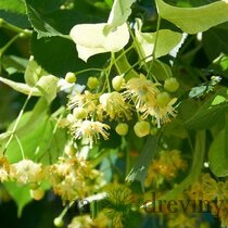 AKCIA! Lipa malolistá 100/150 cm, v črepníku Tilia Cordata
