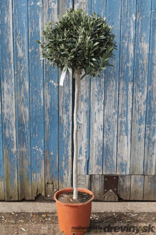 AKCIA! Olivovník európsky na kmienku 160 cm, v črepníku Olea europaea
