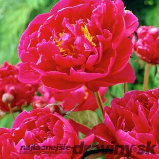 AKCIA! Pivónia krovitá Karl Rosenfield , v črepníku Paeonia suffruticosa