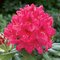 AKCIA ! Rododendrón Nova Zembla, výška 25/35 cm, v črepníku Rhododenrón Nova Zembia