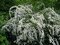 AKCIA ! Tavoľník nipponský Snowmound 20/40 cm, v črepníku 2l Spiraea nipponica Snowmound