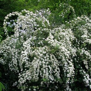 AKCIA ! Tavoľník nipponský Snowmound 20/40 cm, v črepníku 2l Spiraea nipponica Snowmound