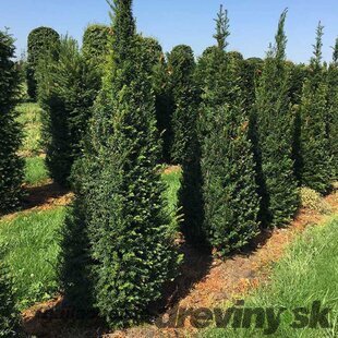 AKCIA Tis obyčajný na živý plot, výška 130/150 cm, v črepníku 10l Taxus Baccata