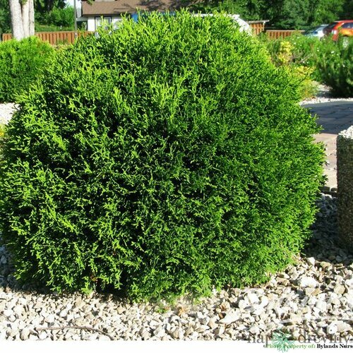 AKCIA! Tuja Liitle Giant 35/45 cm guľa, v kvetináči 5l Thuja occidentalis Liitle Giant ball
