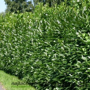 AKCIA ! Vavrínovec lekársky Caucasica 110/130 cm, v črepníku Prunus laurocerasus Caucasica