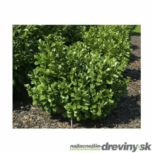 AKCIA ! Vavrínovec lekársky Etna 30/40 cm, v črepníku Prunus laurocerasus Etna