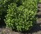 AKCIA ! Vavrínovec lekársky Etna 30/40 cm, v črepníku Prunus laurocerasus Etna